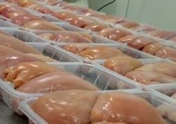 عراق هدف اصلی صادرات گوشت مرغ اردبیل/۵ میلیون قطعه جوجه صادر شد