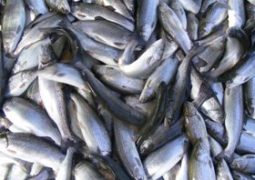 صادرات 20 تن ماهی از خراسان‌جنوبی به سلیمانیه عراق