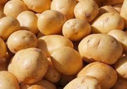 صادرات 18 هزار تن سیب‌زمینی تولیدی زنجان به عراق و روسیه