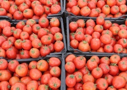 <span>مدیر گمرک مرز پرویزخان خبر داد؛</span><br/>ممنوعیت صادرات گوجه فرنگی از مرز پرویزخان تا اطلاع ثانوی