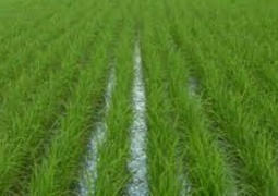 پیگیری حل مشکل صادرات برنج خوزستان