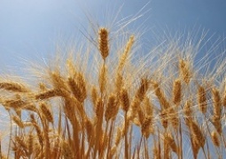 عراق ۱۵۰ هزار تُن گندم وارد می‌کند