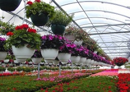 صادرات ۵ میلیون دلاری گل و گیاه/۲۳ کشور خریدار گلهای ایرانی هستند