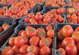 بازگرداندن دو کامیون محموله گوجه به دلیل خرابی از سوی عراقی‌ها/ گوجه‌ها سردخانه‌ای بودند