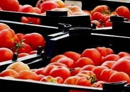 دلایل امحای گوجه فرنگی صادراتی چه بود؟