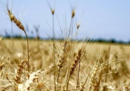 عراق در تولید گندم خودکفا می‌شود