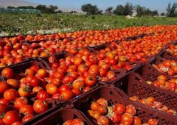 ممنوعیت صادرات گوجه فرنگی از روز پنجشنبه از مرز پرویزخان