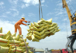 واردات ۹۰۰ تُن برنج برای تنظیم بازار از طریق رویه نوین کولبری در تمرچین